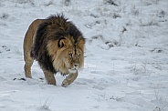 Lion in the Snow
