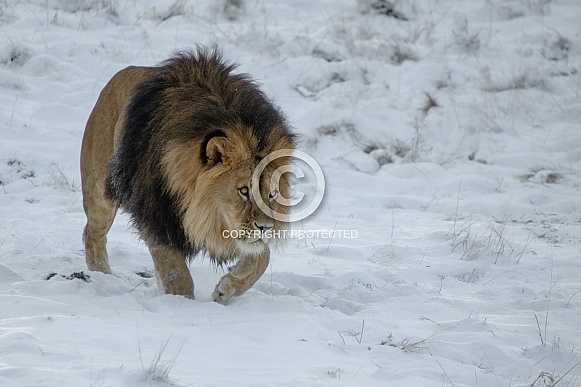Lion in the Snow