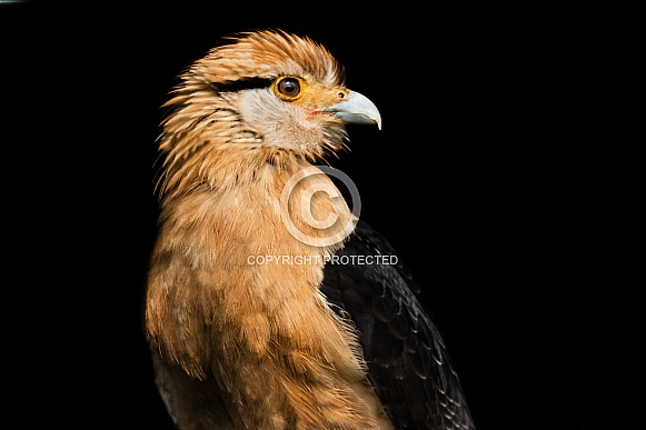 Yellow headed caracara