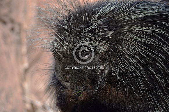 Porcupine Portrait Porcupine Portrait