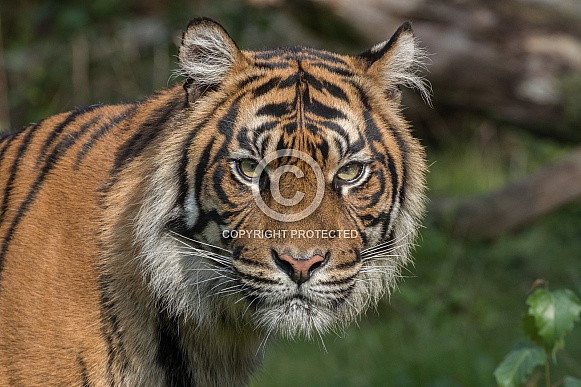Sumatran Tigress (panthera tigris sumatrae)