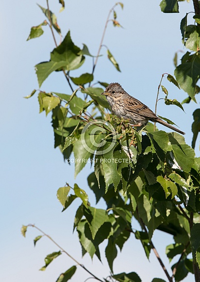 Lincoln's Sparrow Lincoln's Sparrow