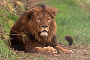 African Lion Full Body Lying Down Flicking Tail