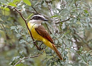 Great Kiskadee