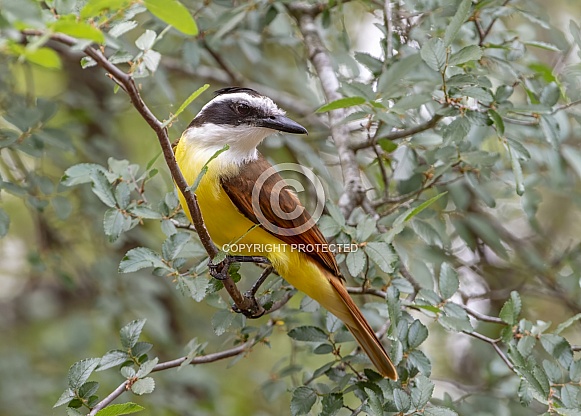 Great Kiskadee