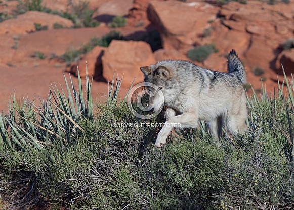wolf, canis lupis wolf, canis lupis