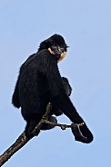 The yellow-cheeked gibbon (Nomascus gabriellae)