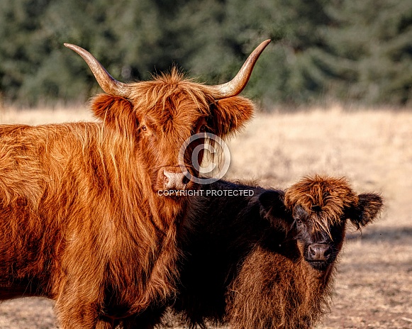 Highland Cattle-Scottish Highland Mama and Baby