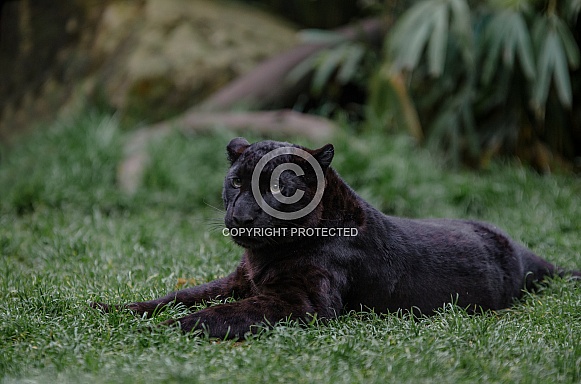 Black panther Black panther