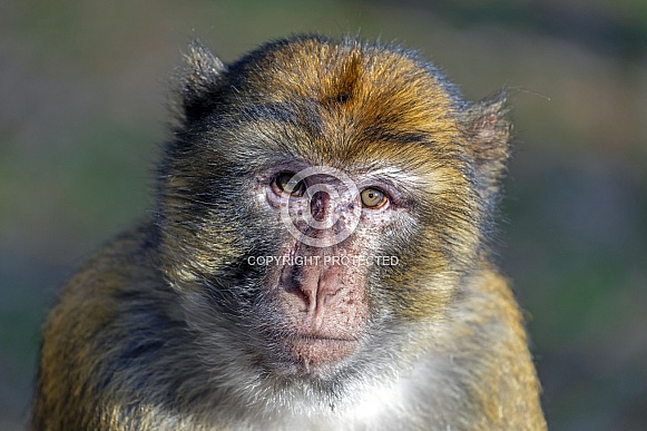 Barbary macaque Barbary macaque