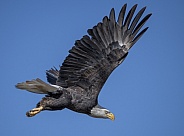 Adult bald eagle flying against the sky