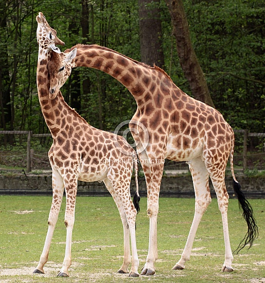 Giraffes
