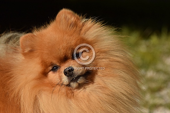 German Spitz German Spitz