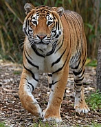 Bengal Tiger