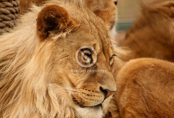 Young Lion Young Lion