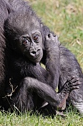 Western Lowland Gorilla (Gorilla Gorilla Gorilla)