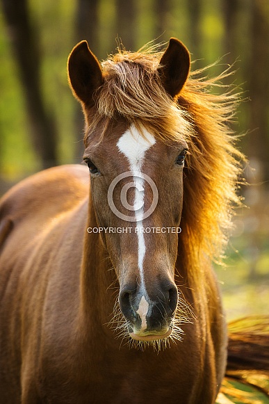 Peruvian Paso Peruvian Paso