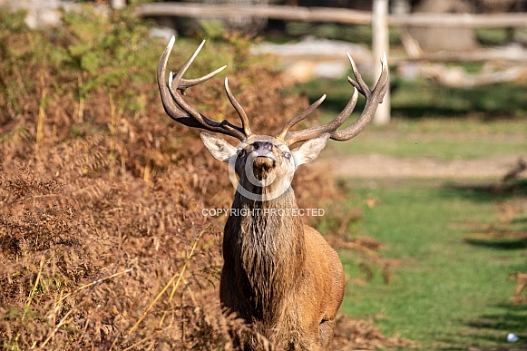 Red deer