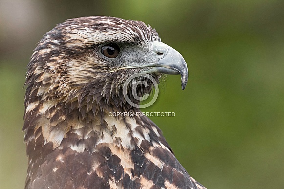 Juvenile Chilean Blue Eagle Side Profile