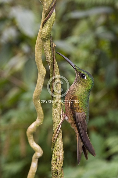 Fawn-breasted Brilliant Hummingbird - Ecuador Fawn-breasted Brilliant Hummingbird - Ecuador