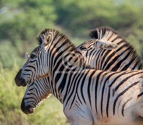 Burchell's Zebra