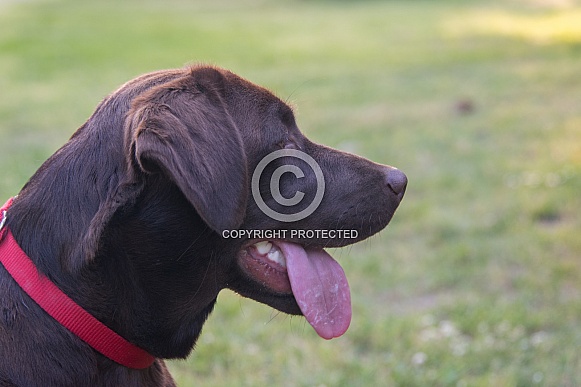 Chocolate Labrador Chocolate Labrador
