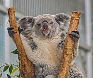 koala or koala bear - Phascolarctos cinereus - is an arboreal herbivorous marsupial native to Australia.