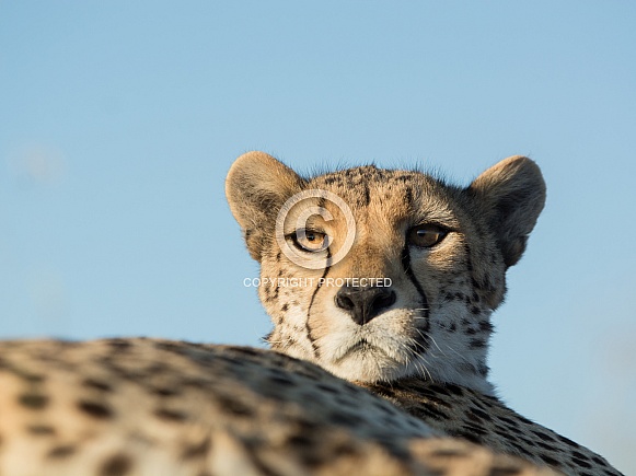 Cheetah Cheetah