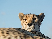 Cheetah