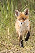 Young red fox cub in nature