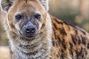 Closeup of a hyena