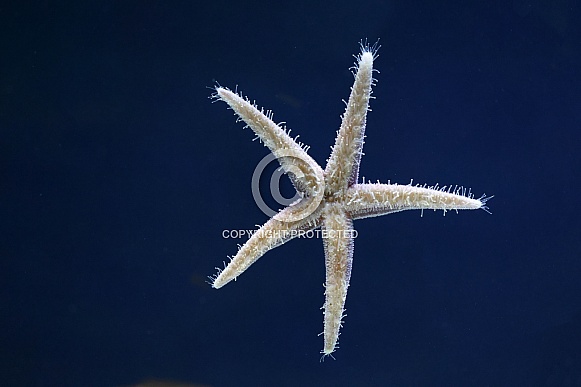 Underside of a common starfish (Asterias rubens).