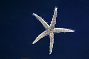 Underside of a common starfish (Asterias rubens).