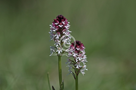 Burnt tip Orchid