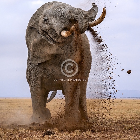 Bull elephant in musth