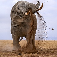 Bull elephant in musth