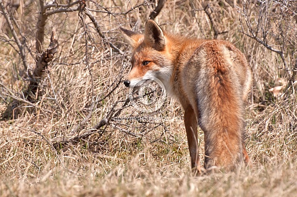 Red Fox Red Fox