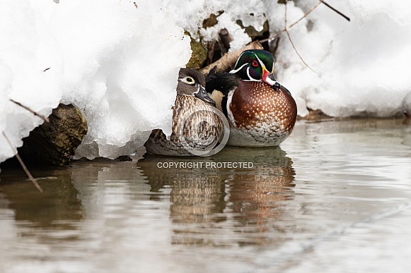 Wood Ducks Wood Ducks