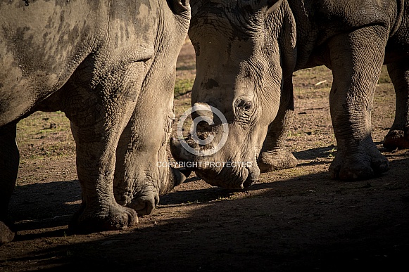 Rhinos Rhinos