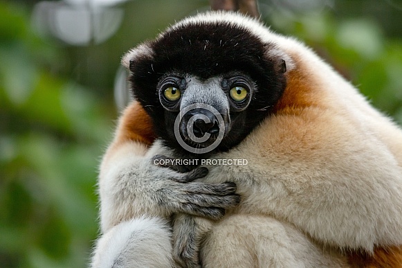 Crowned Sifaka Lemur