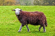 Black Herdwick sheep
