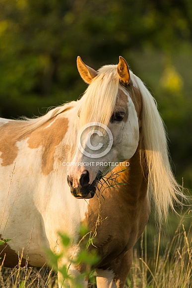 Paint Pony Paint Pony