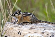 Least Chipmunk