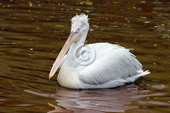 Dalmatian Pelican