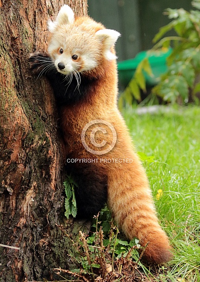 Red Panda