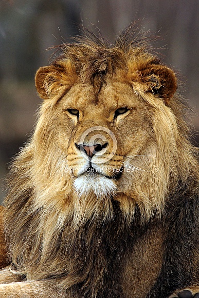 African Lion African Lion