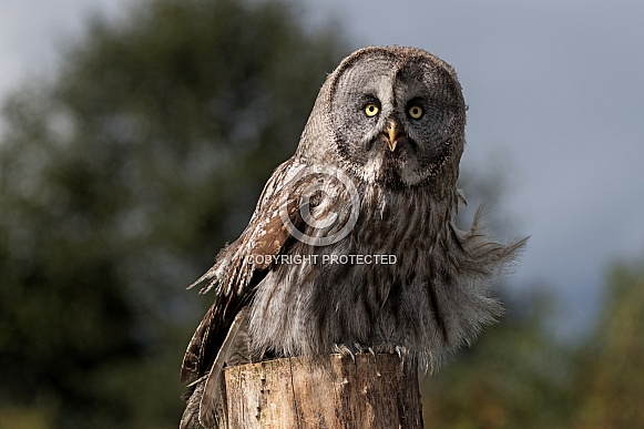 Great Grey Owl Full Body Ruffled Feathers