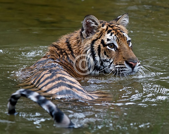 A Captive Juvenile Siberian Tiger