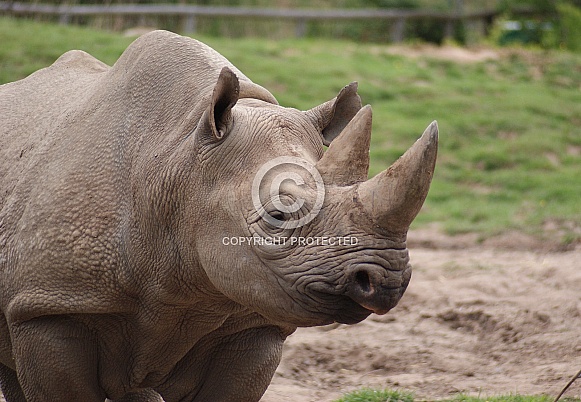 Black Rhino