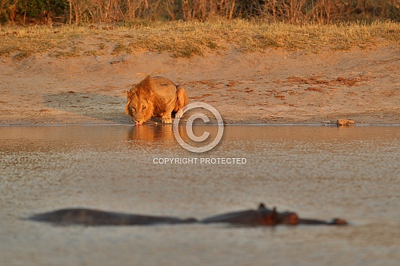 Beautiful lion in amazing evening light